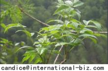  Vine   Tea   Extract 