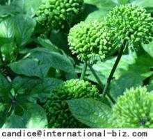  Radix  Notoginseng P.E.