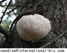  Hericium  Erinaceus Extract