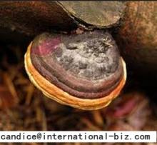 Phellinus   Linteus  Extract