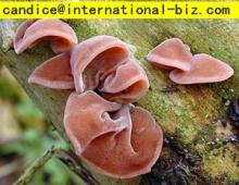  Auricularia   Auricula  Extract