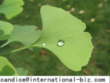  Ginkgo   Extract 