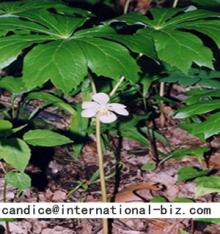  Podophyllotoxin  Extract