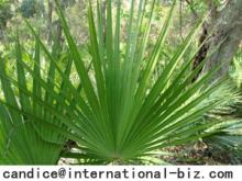  Saw   Palmetto   Extract 