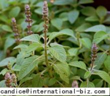 Coleus  Forskohlii  Extract