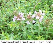  Thyme  Extract