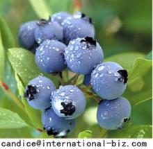  Wild  Blueberry Extract