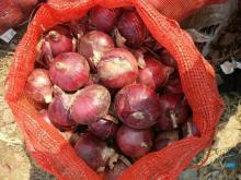  red  onion  packing 