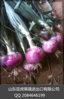 2014 new crop export red china red onion