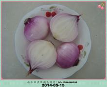 red onion exporters india