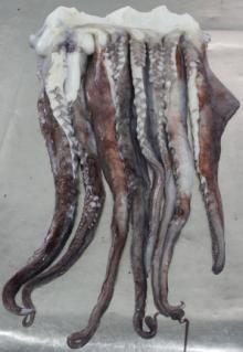 FROZEN GIANT SQUID TENTACLES