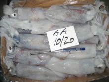 Loligo Squid