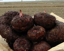 Natural konjac extract form  konnyaku  potato