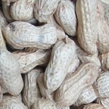 Peanut in shell