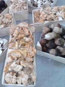 Fresh large and medium size chantarells