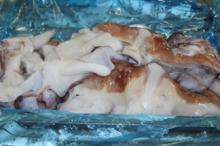 FROZEN GIANT SQUID NECK
