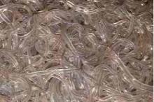 Live baby eels
