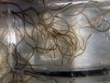 Live glass eels