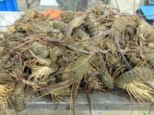 live or frozen lobster