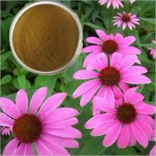 HHHerb 100% natural 4%  polyphenols   echinacea   extract 