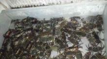  live  crab