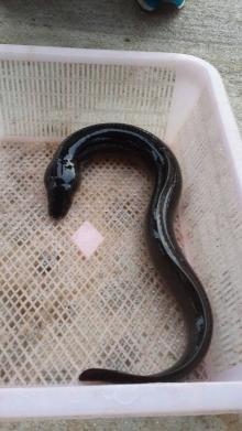  live  or  frozen  black eel