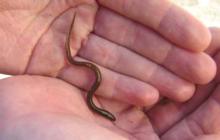 live eel