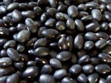 Africa BLACK BEANS SEED