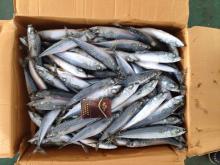 frozen scomber japonicus 10pcs/kg coming