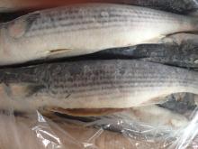 frozen grey mullet