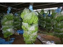 PREMIUM FRESH CAVENDISH BANANAS