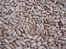 peanut,cashew,walnut,brazil nut for sale