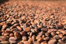 COCOA BEANS