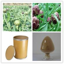 HHerb brown powder 5%  cynarin  artichoke extract