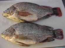 Whole Round tilapia