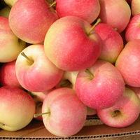 FRESH FUJI APPLES
