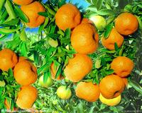 VALENCIA ORANGES