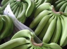 BEST QUALITY FRESH CAVENDISH BANANAS