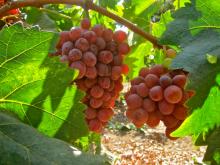 Fresh Grapes