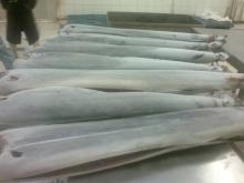 Frozen  Sailfish  DWT