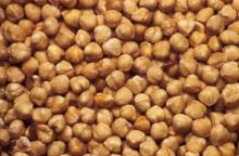 American Hazelnut