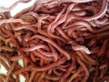 frozen lugworm freezing lugworm,freeze lugworm