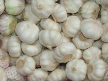  Pure  white  garlic 