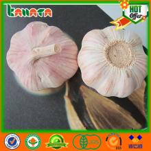 Normal white garlic