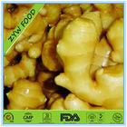 FRESH GINGER
