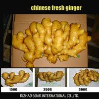 BEST QUALITY WHITE GINGER