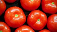 PREMIUM QUALITY TOMATOES