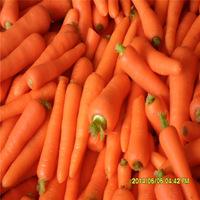 BEST QUALITY GRADE A CARROTS
