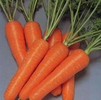 PREMIUM QUALITY CARROTS