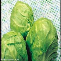 FRESH CABBAGES